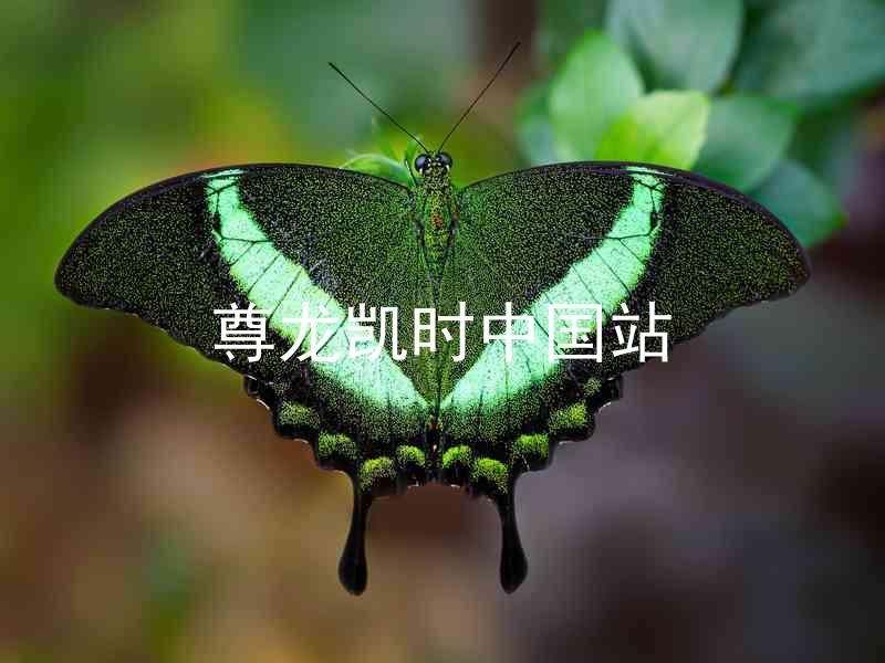 尊龙凯时中国站